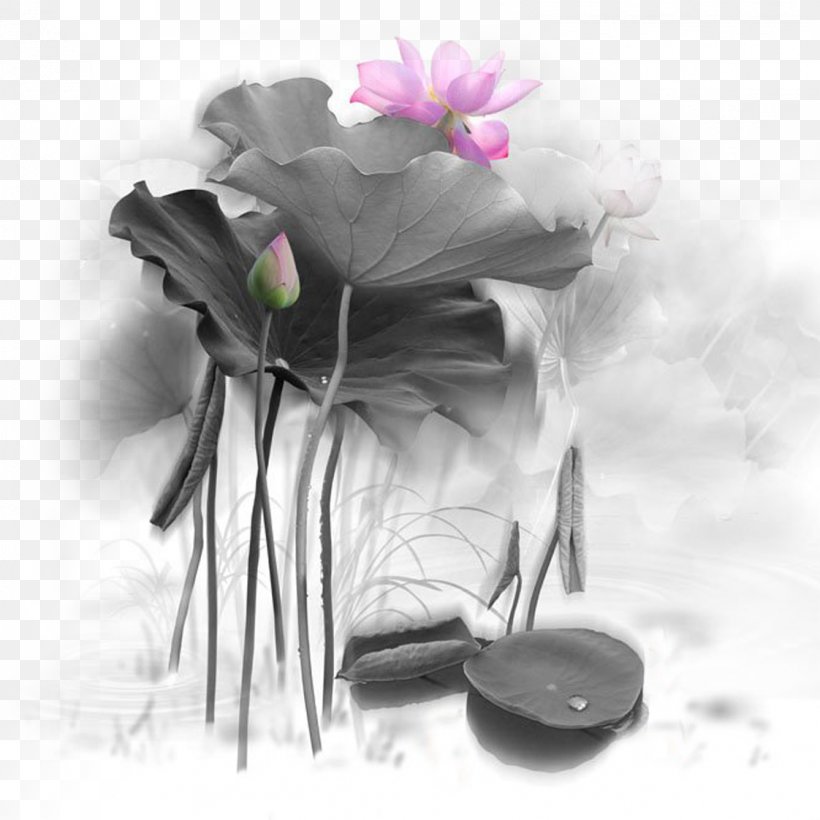 Creative Design Of Lotus Scrolls - Ink Wash Painting Nelumbo Nucifera PNG