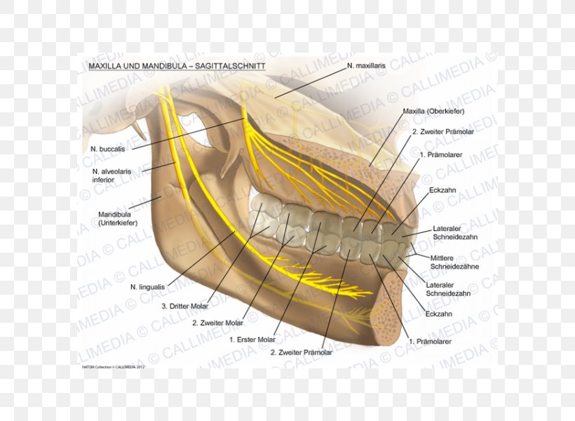 Nerve Maxilla Mandible Alaleuanluu Anatomy, PNG, 600x600px, Watercolor, Cartoon, Flower, Frame, Heart Download Free