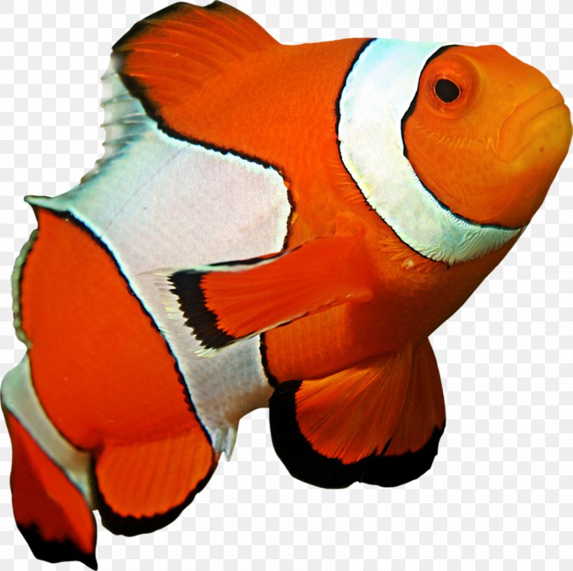 Ocellaris Clownfish Coral Reef Sea Anemone, PNG, 895x892px, Clownfish, Blacktip Reef Shark, Bony Fish, Coral, Coral Reef Download Free