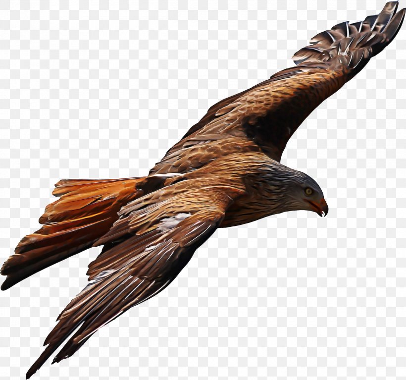 Bird Golden Eagle Eagle Bird Of Prey Kite, PNG, 2400x2246px, Bird, Accipitridae, Beak, Bird Of Prey, Eagle Download Free