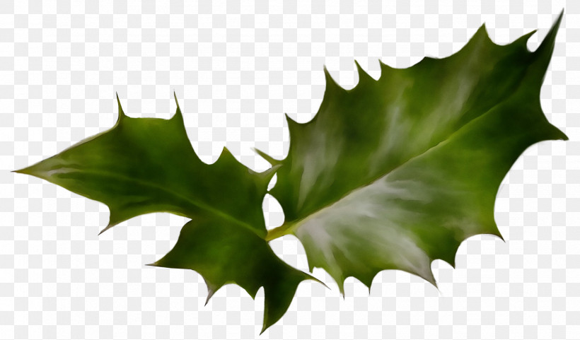 Holly, PNG, 1635x961px, Watercolor, American Holly, Flower, Holly, Leaf Download Free