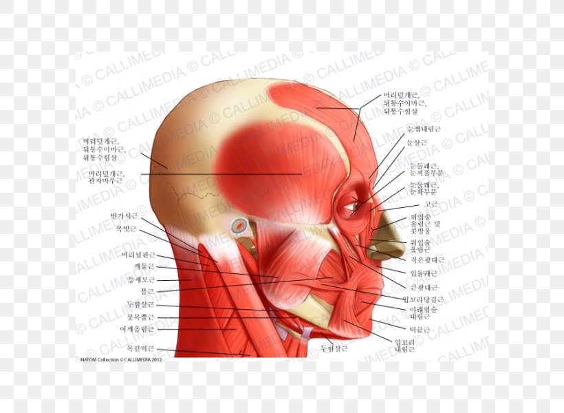 Neck Temporoparietalis Muscle Human Body Anatomy, PNG, 600x600px, Watercolor, Cartoon, Flower, Frame, Heart Download Free