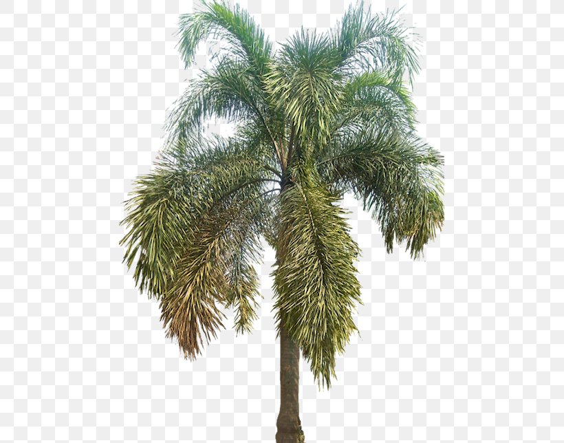 Asian Palmyra Palm Arecaceae Wodyetia Tree, PNG, 473x644px, Asian Palmyra Palm, Arecaceae, Arecales, Attalea Speciosa, Borassus Flabellifer Download Free