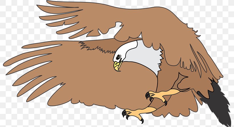 Bald Eagle Drawing Download, PNG, 800x446px, Bald Eagle, Beak, Bird, Bird Of Prey, Chicken Download Free