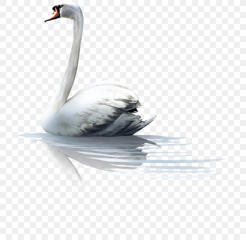Crane Bird, PNG, 704x800px, Mute Swan, Animal, Beak, Bird, Cartoon Download Free