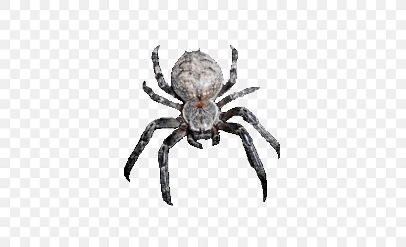 European Garden Spider Barn Spider Crab Wolf Spider, PNG, 500x500px, European Garden Spider, Angulate Orbweavers, Arachnid, Araneus, Araneus Cavaticus Download Free