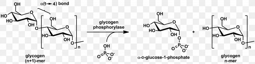 Glycogen Phosphorylase Glycogenolysis Glycosidic Bond, PNG, 3380x852px, Watercolor, Cartoon, Flower, Frame, Heart Download Free