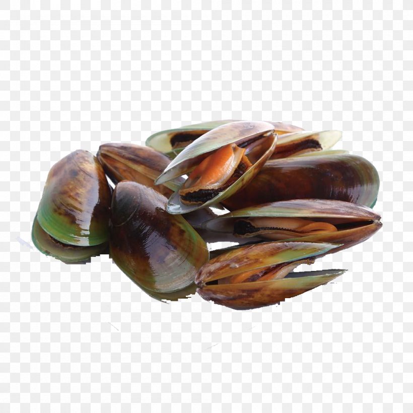Mussel Seafood Cockle Perna Viridis Shellfish, PNG, 1000x1000px, Mussel