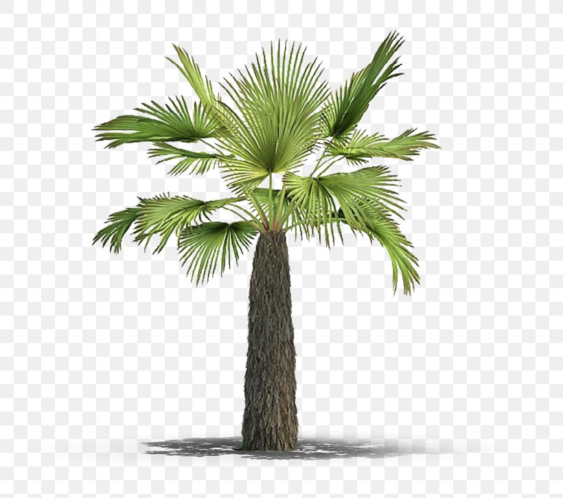 Asian Palmyra Palm Arecaceae Plant Tree Botany, PNG, 726x726px, Asian Palmyra Palm, Arecaceae, Arecales, Borassus, Borassus Flabellifer Download Free