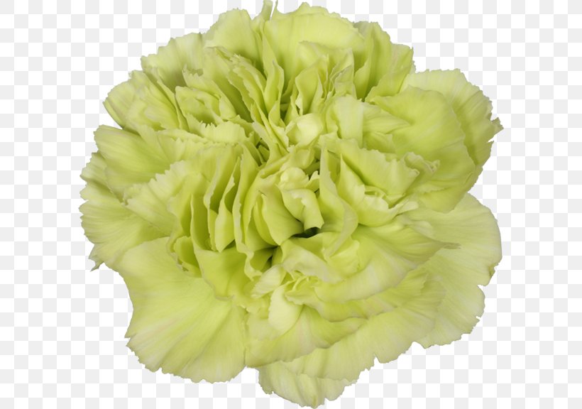 Cut Flowers Leaf Vegetable, PNG, 600x576px, Cut Flowers, Flower, Leaf Vegetable, Yellow Download Free