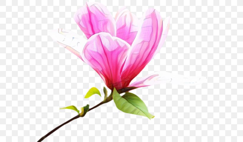 Family Tree Background, PNG, 577x480px, Chinese Magnolia, Bud, Flower, Magnolia, Magnolia Family Download Free
