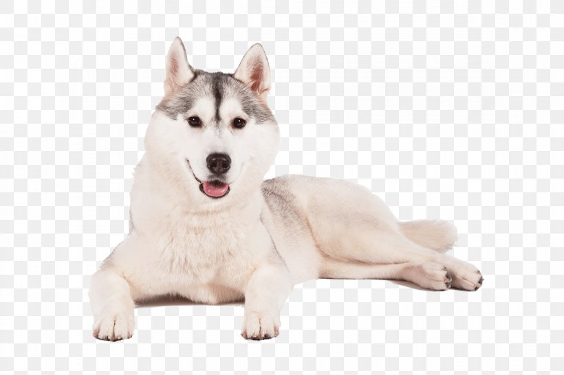 Miniature Siberian Husky Sakhalin Husky Alaskan Klee Kai Canadian Eskimo Dog, PNG, 1170x780px, Siberian Husky, Alaskan Klee Kai, Alaskan Malamute, Animal, Canadian Eskimo Dog Download Free