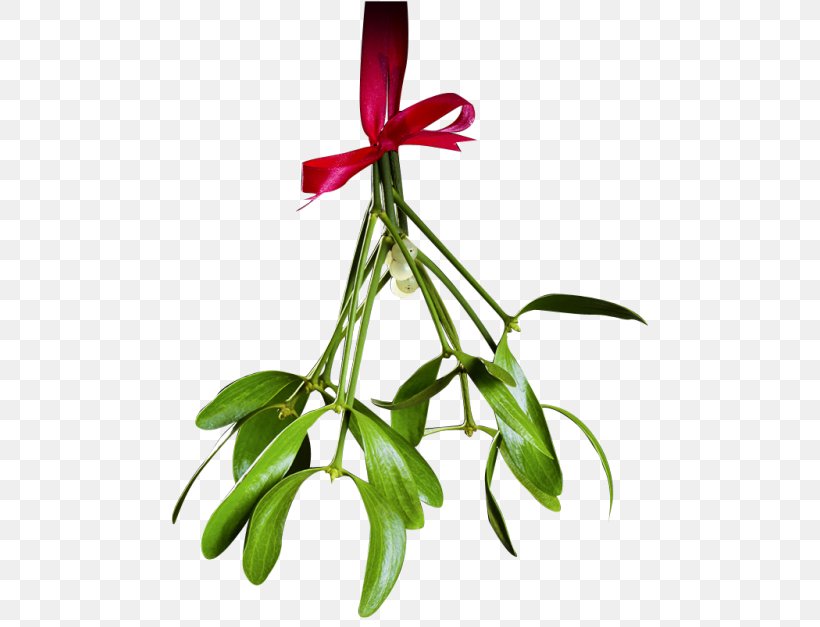 Mistletoe Phoradendron Tomentosum Christmas Clip Art, PNG, 500x627px, Mistletoe, Bit, Christmas, Christmas Lights, Christmas Tree Download Free