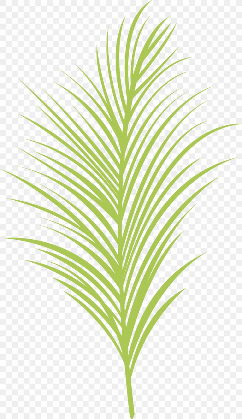Arecaceae Grasses Plant Stem Line Leaf, PNG, 902x1562px, Arecaceae, Arecales, Branch, Branching, Flowering Plant Download Free