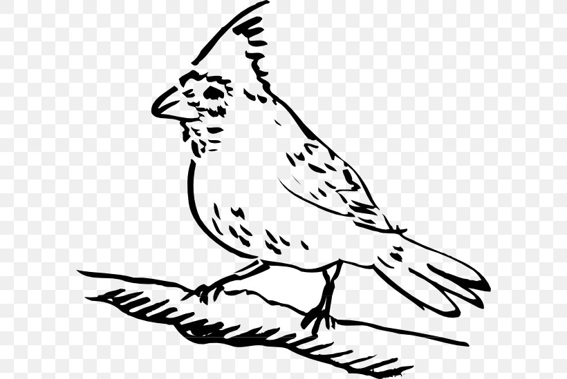 Bird Drawing Clip Art, PNG, 600x549px, Bird, Art, Artwork, Beak, Black And White Download Free