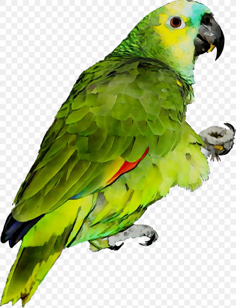 Lovebird Macaw Parakeet Feather, PNG, 1119x1459px, Lovebird, Beak, Bird, Budgie, Cottbus Download Free