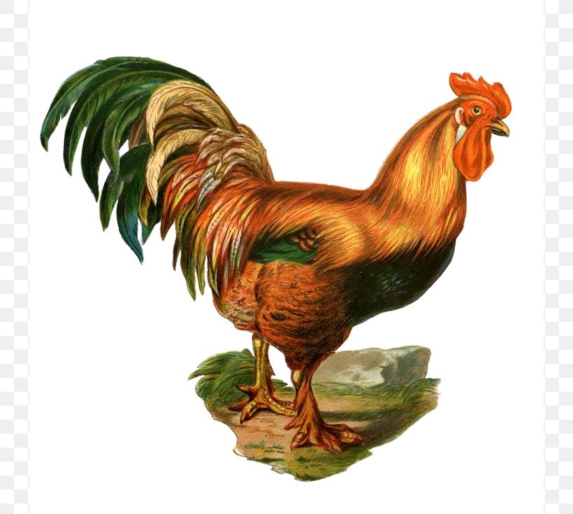 Rooster Hamburg Chicken Clip Art Image Poultry, PNG, 736x735px, Rooster, Bantam, Beak, Bird, Chicken Download Free