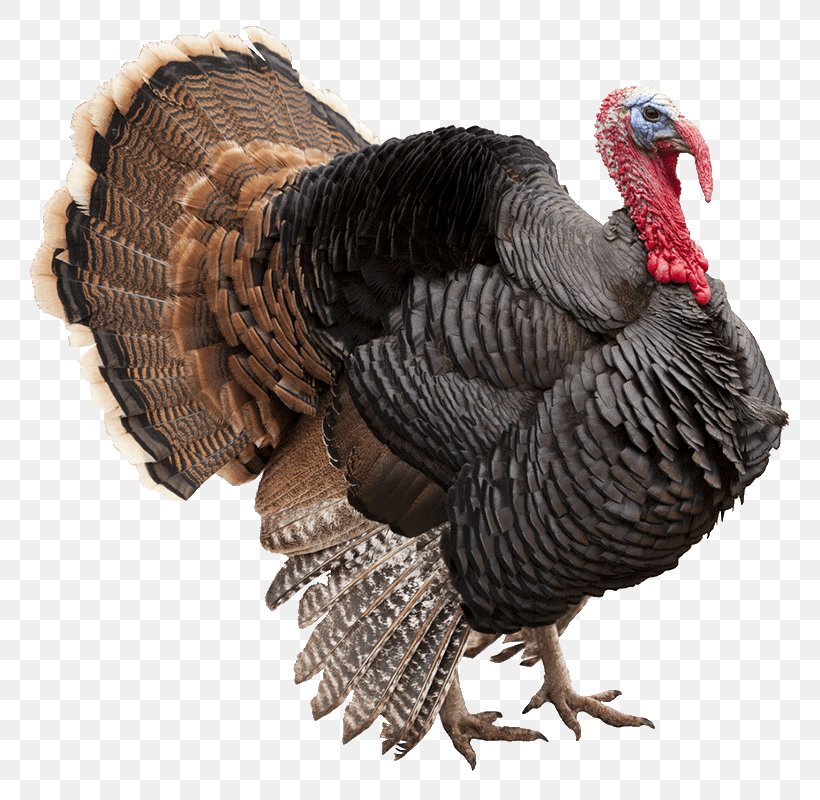 Turkey Call Poultry Turkey Hunting Ocellated Turkey Farm, PNG, 800x800px, Turkey Call, Beak, Bird, Brining, Domesticated Turkey Download Free