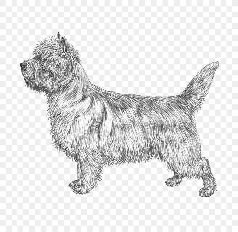 Cairn Terrier Glen Scottish Terrier Norwich Terrier Norfolk Terrier, PNG, 800x800px, Cairn Terrier, Airedale Terrier, Black And White, Bread Pan, Breed Download Free