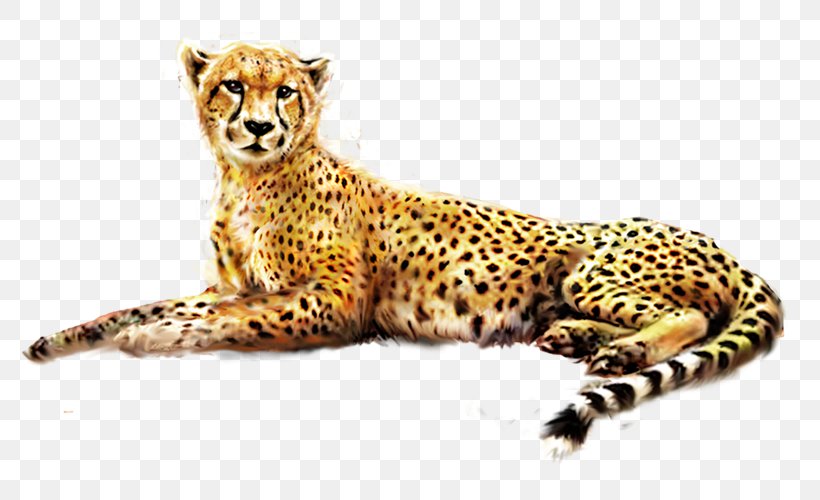 Cheetah Jaguar African Leopard Felinae, PNG, 800x500px, Cheetah, Acinonyx, African Leopard, Animal, Big Cats Download Free