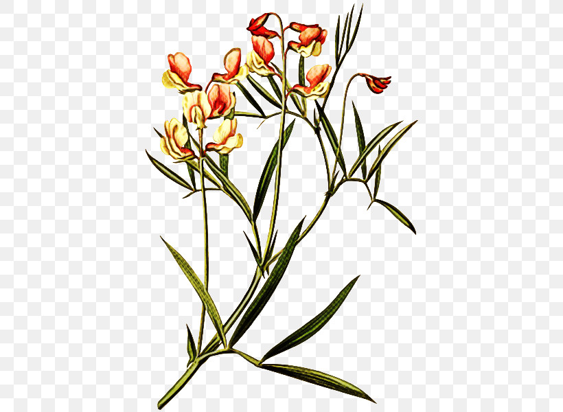 Floral Design, PNG, 600x600px, Plant Stem, Biology, Branching, Cut Flowers, Flora Download Free