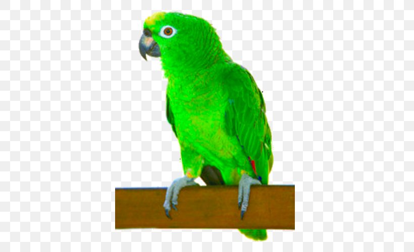 Parrot Turquoise-fronted Amazon White-fronted Amazon Yellow-crowned Amazon Cuban Amazon, PNG, 500x500px, Parrot, Amazon Parrot, Beak, Bird, Common Pet Parakeet Download Free