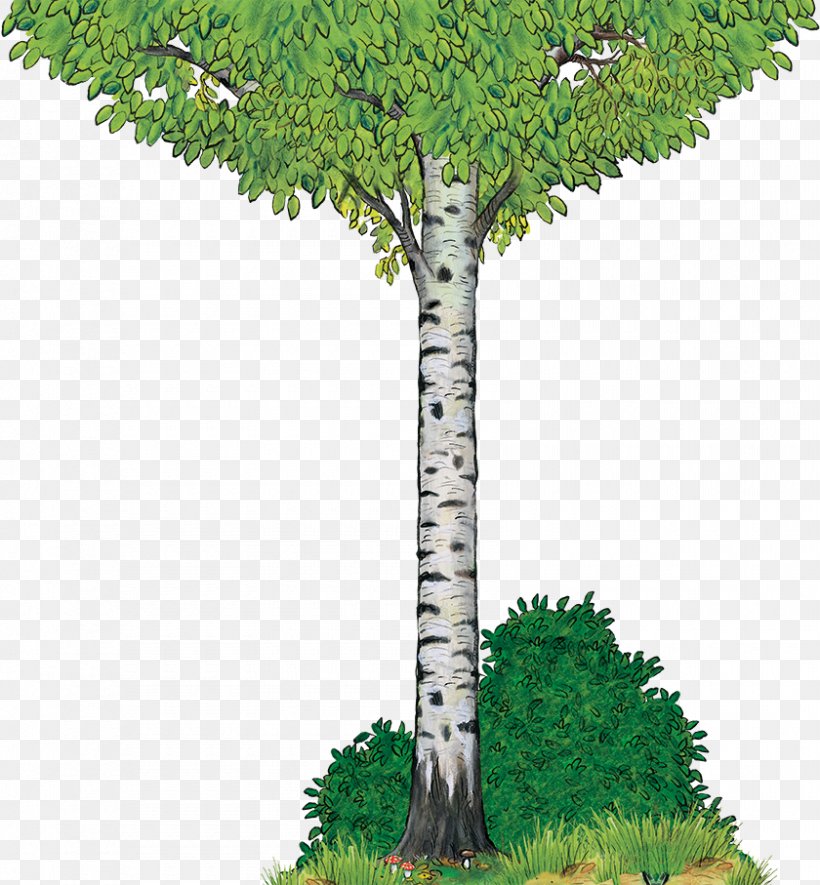 The Gruffalo Birch Tree Yorkshire Tea Wood, PNG, 840x907px, Gruffalo, Biome, Birch, Branch, Evergreen Download Free