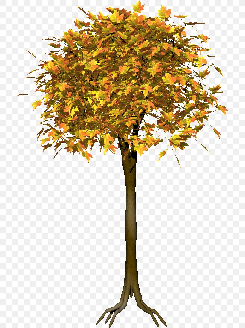 Twig Leaf Deciduous Tree Shrub, PNG, 708x1097px, Twig, Autumn, Branch, Deciduous, Flowerpot Download Free