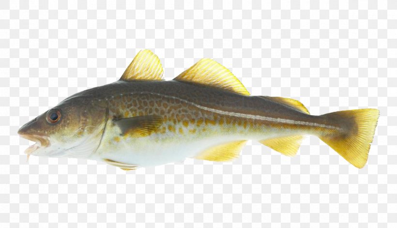 Atlantic Cod Stockfish Alaska Pollock Salmon, PNG, 1160x667px, Cod, Alaska Pollock, Atlantic Cod, Barramundi, Bass Download Free