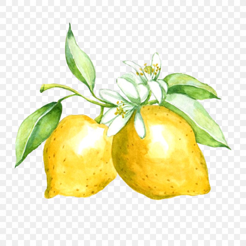 Citron Lemon Made Designs Citrus Junos Zazzle, PNG, 1000x1000px, Citron, Apple, Citreae, Citrus, Citrus Junos Download Free
