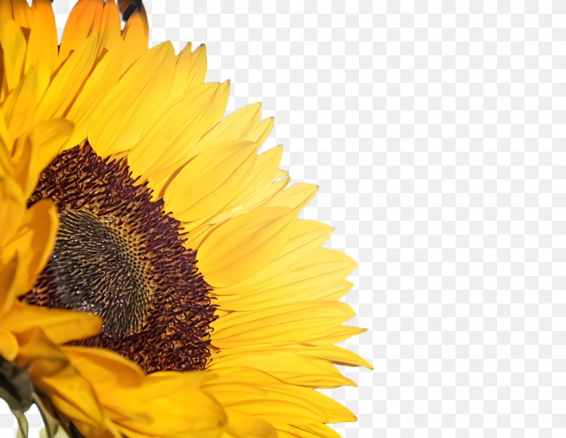 Flowers Background, PNG, 2272x1760px, 5k Resolution, 8k Resolution, 2018, Sunflower, Annual Plant Download Free