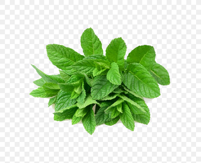 Mentha Spicata Peppermint Leaf Menthol, PNG, 666x666px, Mentha Spicata, Basil, Flavor, Herb, Herbal Download Free