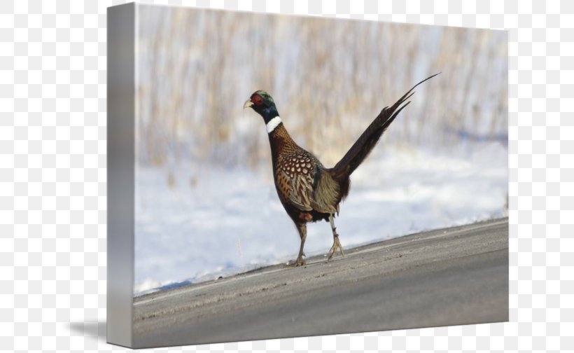 Pheasant Fauna Feather Beak, PNG, 650x504px, Pheasant, Beak, Bird, Fauna, Feather Download Free