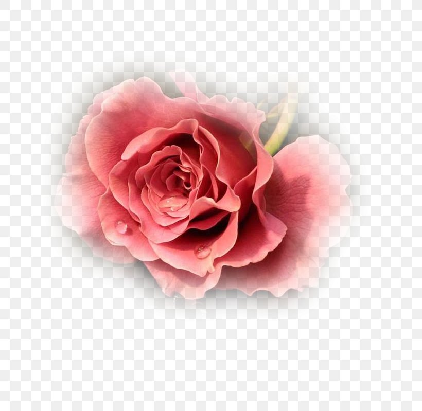 Cut Flowers Garden Roses, PNG, 725x799px, Flower, Cut Flowers, Floribunda, Flowering Plant, Garden Roses Download Free