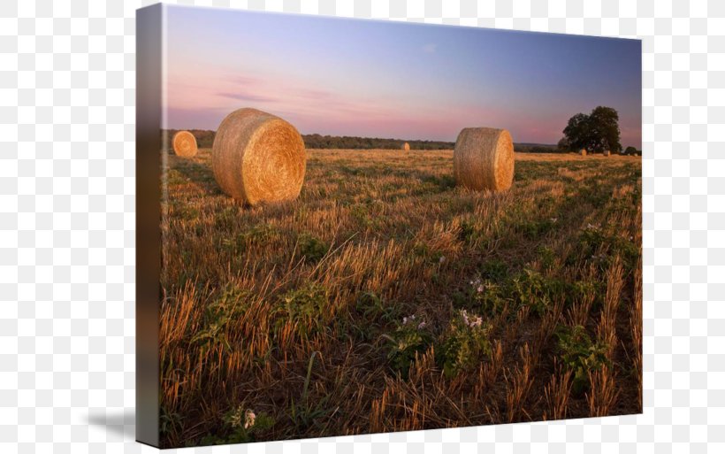 Hay Harvest Prairie Sky Plc, PNG, 650x513px, Hay, Field, Grass, Grass Family, Harvest Download Free