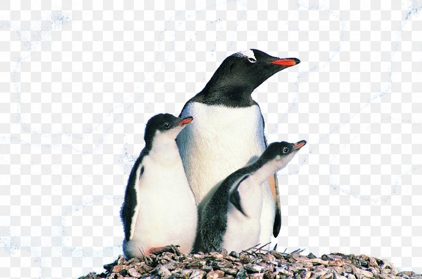 Penguin Bird Photography Animal, PNG, 1958x1297px, Penguin, Animal, Animation, Beak, Bird Download Free