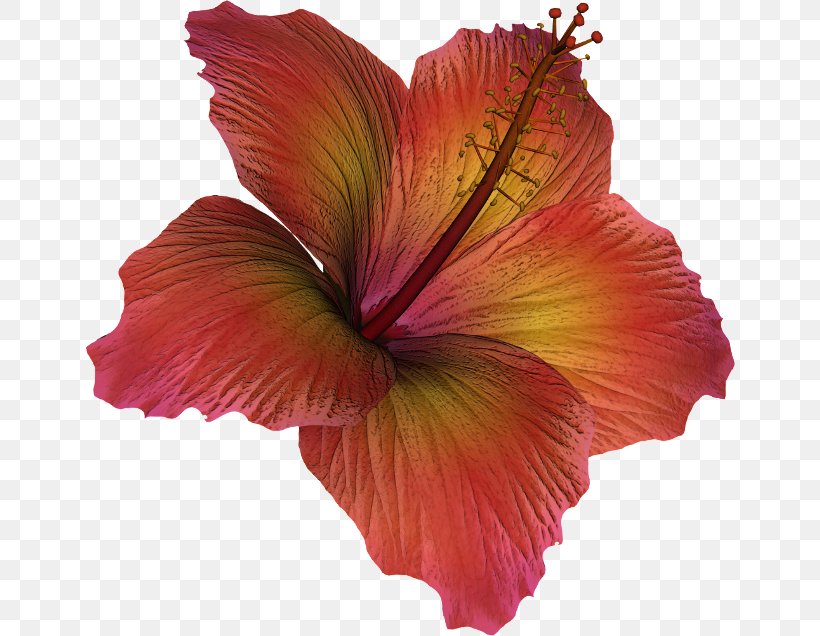 Shoeblackplant Petal Flower Bud, PNG, 650x636px, Shoeblackplant, Bud, Chinese Hibiscus, Cut Flowers, Flower Download Free