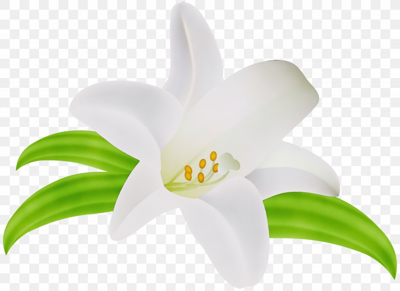 White Lily Flower, PNG, 2999x2181px, Watercolor, Amaryllis Family, Closeup, Flower, Lily Download Free