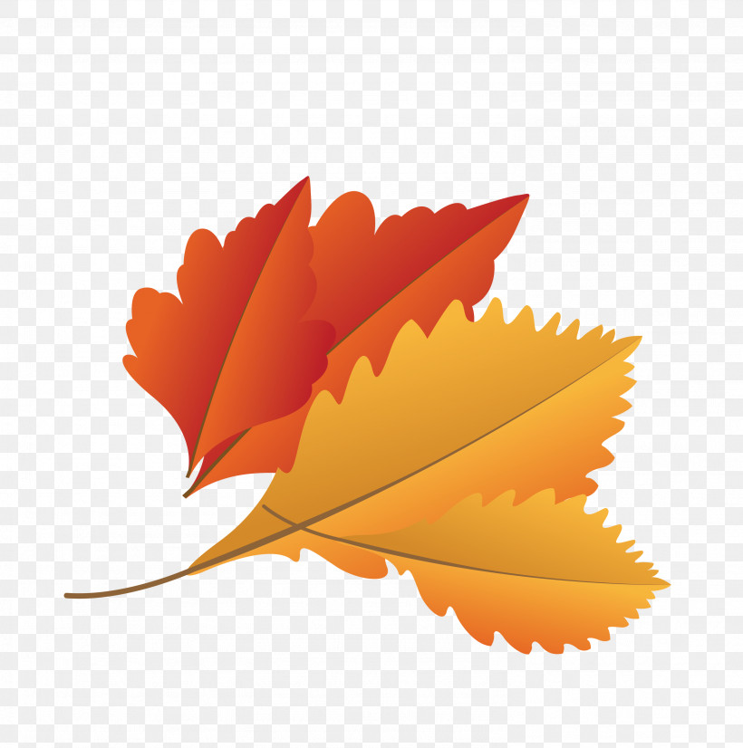 Maple Leaf, PNG, 2976x3000px, Autumn Leaf, Biology, Cartoon Leaf, Fall Leaf, Leaf Download Free