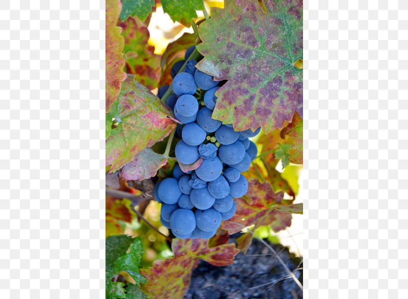 Common Grape Vine Ukiah Cox Vineyard, PNG, 600x600px, Grape, Common Grape Vine, Flowering Plant, Food, Fruit Download Free