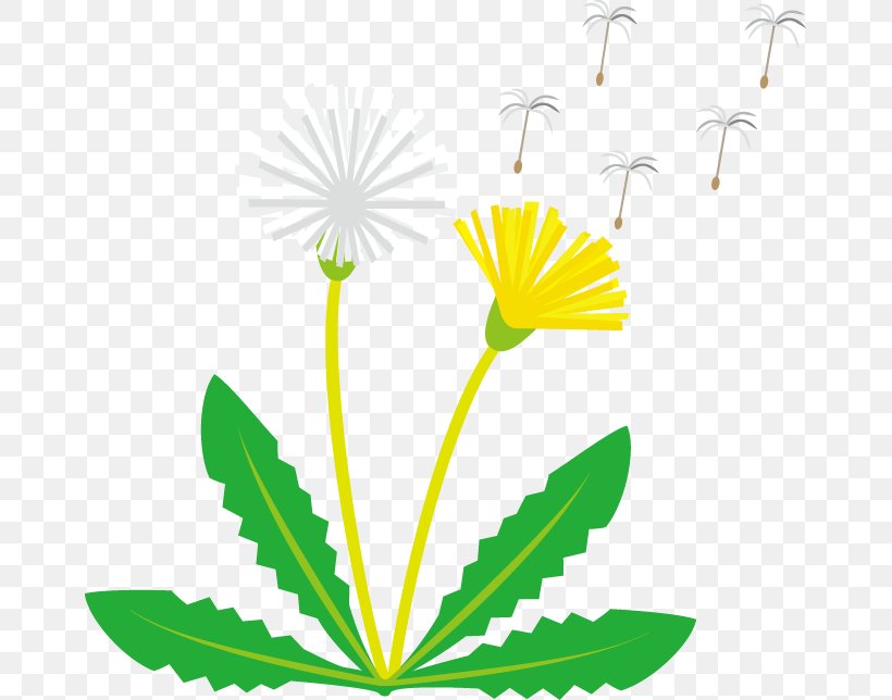 Dandelion Clip Art, PNG, 664x644px, Dandelion, Cartoon, Drawing, Flora, Flower Download Free