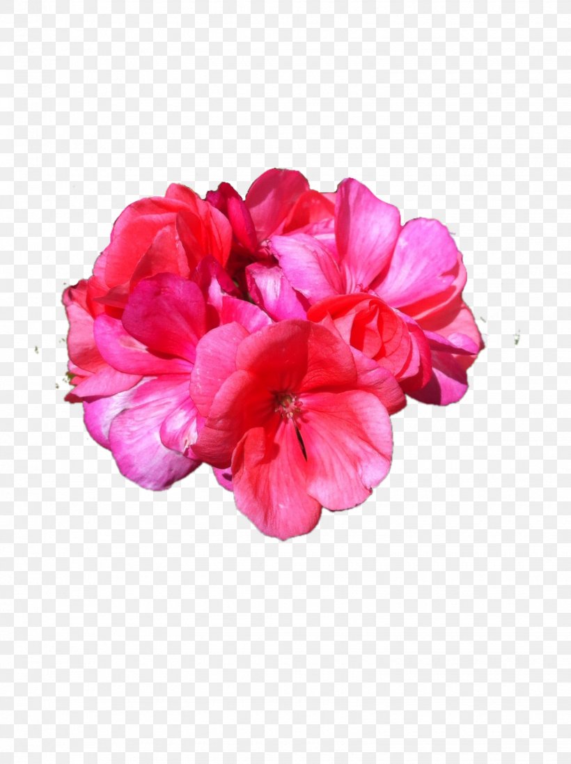 Flower Petal Superimposition Rose, PNG, 1530x2048px, Flower, Azalea, Cut Flowers, Flowering Plant, Herbaceous Plant Download Free