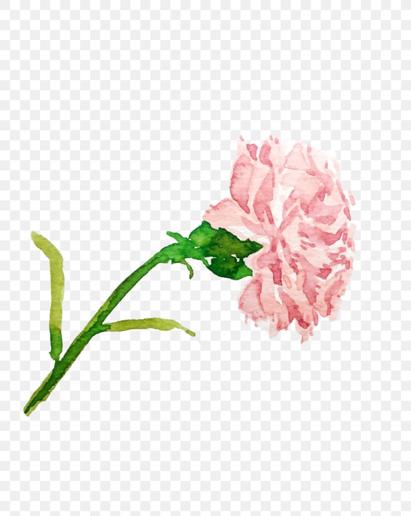 Garden Roses Flower Carnation Illustration Drawing, PNG, 773x1030px, Garden Roses, Botany, Cabbage Rose, Carnation, Common Peony Download Free