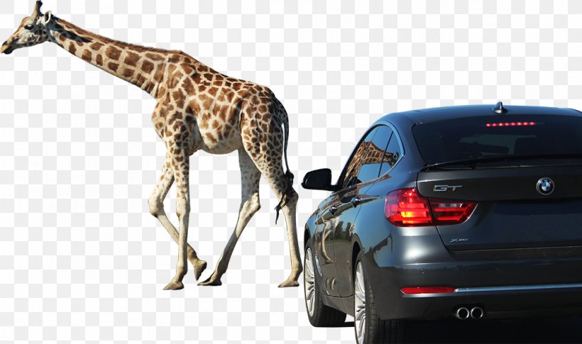 Giraffe Car Door African Lion Safari Game Reserve, PNG, 1062x629px, Giraffe, African Lion Safari, Automotive Design, Automotive Exterior, Biggame Hunting Download Free