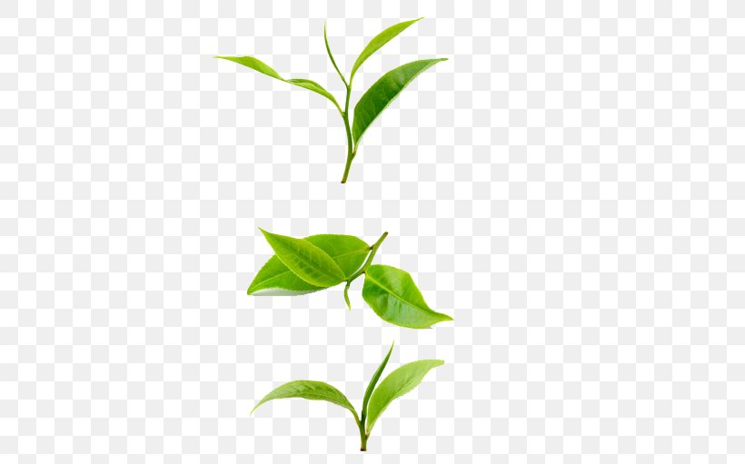 Green Tea Tieguanyin Sri Lankan Cuisine Lapsang Souchong, PNG, 598x511px, Tea, Basil, Black Tea, Branch, Camellia Sinensis Download Free