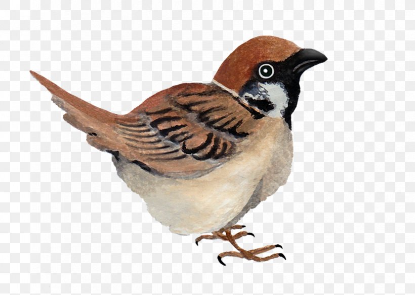House Sparrow Finches Wren Galliformes, PNG, 829x590px, House Sparrow, Beak, Bird, Fauna, Feather Download Free
