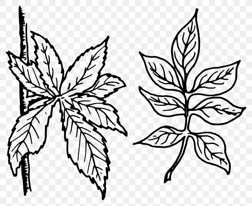 Pinnation Leaf Petiole Clip Art, PNG, 2400x1957px, Pinnation, Artwork, Black And White, Botany, Branch Download Free