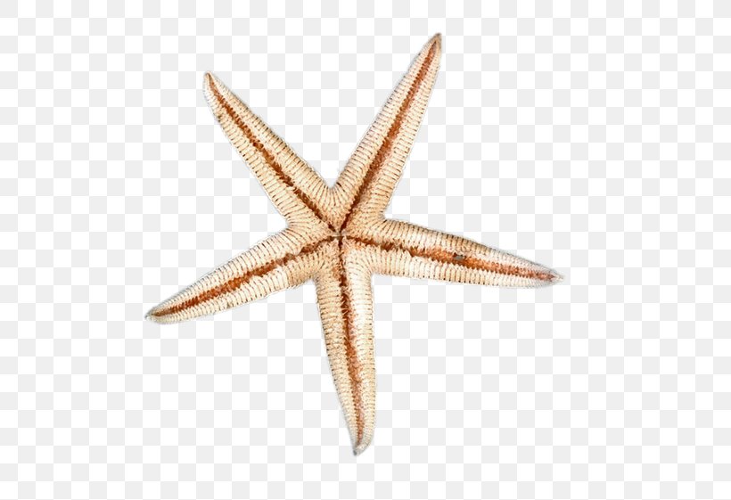 Starfish Seabed, PNG, 600x561px, Starfish, Data Compression, Echinoderm, Interval, Invertebrate Download Free