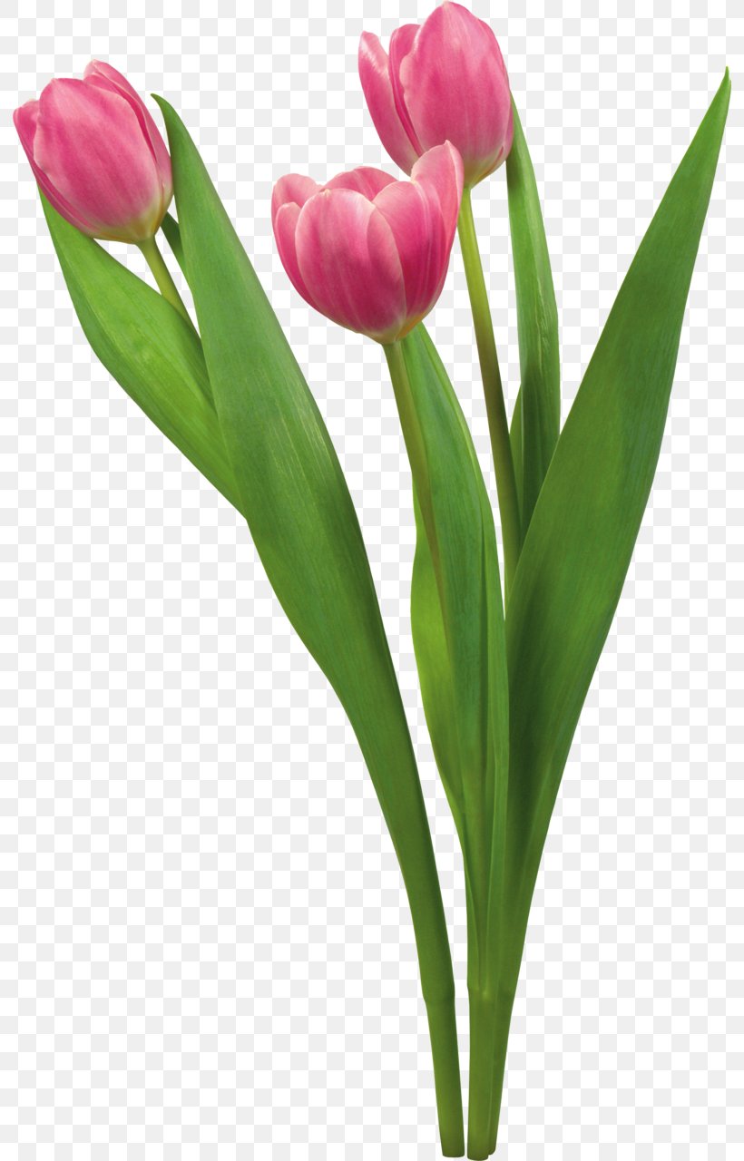 Tulip Flower Desktop Wallpaper Blume, PNG, 792x1280px, Tulip, Blume, Bud, Cut Flowers, Display Resolution Download Free