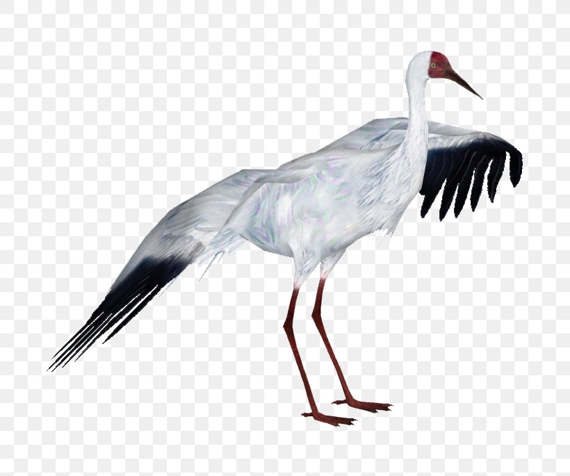 Zoo Tycoon 2: African Adventure Crane Bird White Stork, PNG, 685x685px, Zoo Tycoon 2 African Adventure, Animal, Beak, Bird, Ciconiiformes Download Free